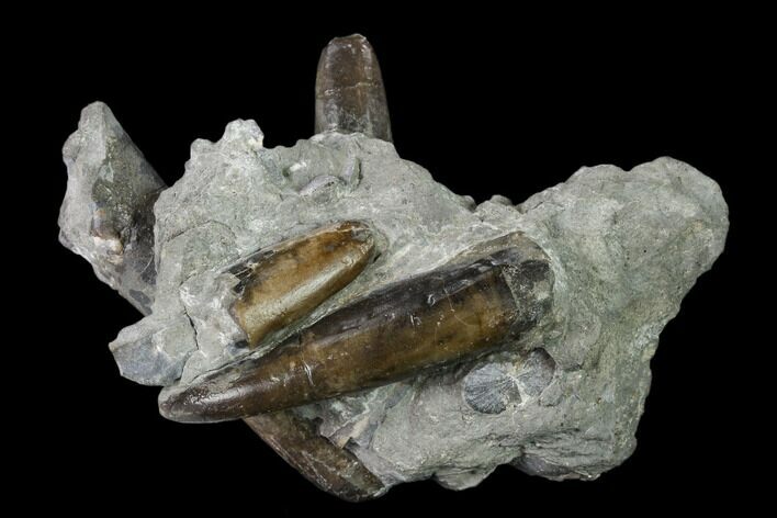Fossil Belemnite (Paxillosus) Cluster - Mistelgau, Germany #139131